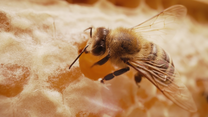 Pčela na saću dok skuplja i prerađuje nektar u med