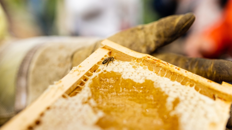 Pčela na okviru saća punom svežeg meda tokom pregleda košnice